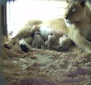 lion cubs