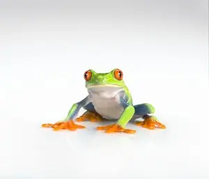 RedEyeTreeFrog0557_r1flat